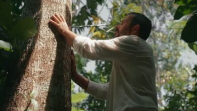 José Inocêncio com o jequitibá em Renascer