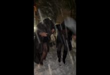 Anitta e Pedro Sampaio fazem 'guerra' de bolinhas de neve em Verbier, na Suíça